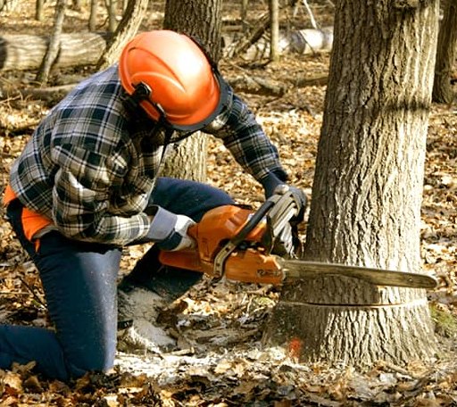 Tree Removal in Winthrop, MA